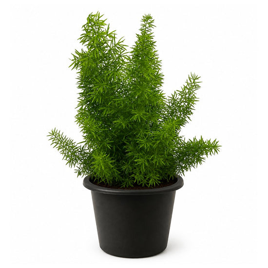 Foxtail Fern - Live Starter Plants - Asparagus Myersii