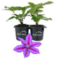 Clematis Fireworks - Live Starter Plants in 2 Inch Growers Pots - Beautiful Deep Pink and Purple Flowering Vine
