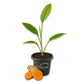 Turmeric Plant - Live Starter Plants - Curcuma Longa - Grow Your Own Spices in The Garden