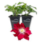 Clematis Elpis - Live Starter Plants - Bold Beautiful Climbing Red Flowering Vine