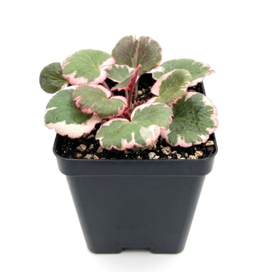 Strawberry Begonia - Single - 3 Inch Pot - Saxifraga Stolonifera