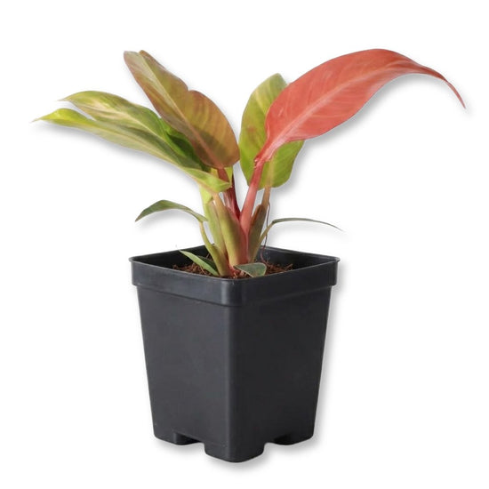 Sun Red Philodendron - Single - 3 Inch Pot - Philodendron Selloum