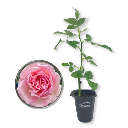 Mrs BR Cant Rose Bush - Live Starter Plants - Beautifully Fragrant Hybrid Tea Rose - A Versatile Beauty with Colorful Pink Blooms