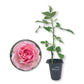 Mrs BR Cant Rose Bush - Live Starter Plants - Beautifully Fragrant Hybrid Tea Rose - A Versatile Beauty with Colorful Pink Blooms