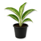 Aglaonema White Rain - Live Starter Plants - Aglaonema Commutatum