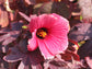 African Rose Hibiscus - Live Starter Plants - Hibiscus Acetosella - Bold Beautiful Striking Indoor Outdoor Plant