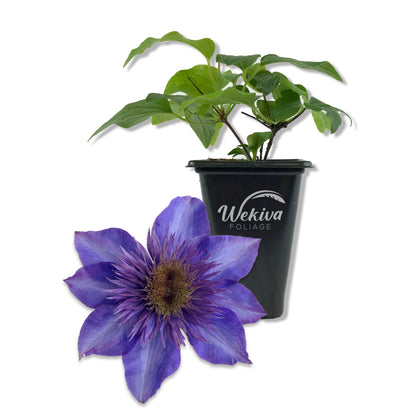 Clematis The President - Live Starter Plants in 2 Inch Growers Pots - Starter Plants Ready for The Garden - Rare Clematis for Collectors
