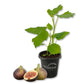 Fig Tree - 1 Live Starter Plant - Ficus Carica - Edible Fruit Tree for The Patio and Garden