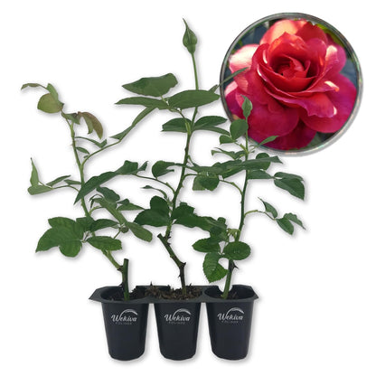 Hot Cocoa Rose Bush - Live Starter Plants in 2 Inch Growers Pots - Beautifully Fragrant Floribunda Rose - A Versatile Beauty with Large Blooms