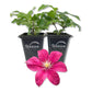 Clematis Issey - Live Starter Plants - Beautiful Velvety Red Blooms Flowering Vine Ready for The Garden
