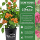 Orange Bougainvillea - Live Plant in a 6 Inch Pot - Bougainvillea Glabra - Beautiful Delicate Flowering Shrub for Your Indoor Outdoor Garden