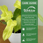 Golden Violin Philodendron - 1 Live Plant in a 4 Inch Growers Pot - Philodendron Bipennifolium - Beautiful Vining Colorful Foliage Indoor Houseplant