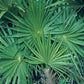 Green Saw Palmetto - Live Plants in 4 Inch Growers Pots - Serenoa Repens ‘Green’ - Native Ornamental Palms from Florida