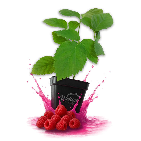 Nantahala Raspberry Bush - Live Plants in 3 Inch Growers Pots - Rubus Linnaeus - Edible Fruit Bearing Bramble Shrub for The Patio and Garden