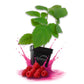 Nantahala Raspberry Bush - Live Plants in 3 Inch Growers Pots - Rubus Linnaeus - Edible Fruit Bearing Bramble Shrub for The Patio and Garden