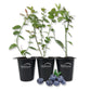 Blueberry Plant - 3 Live Starter Plants - Vaccinium - Edible Fruit Bearing Bush for The Patio and Garden