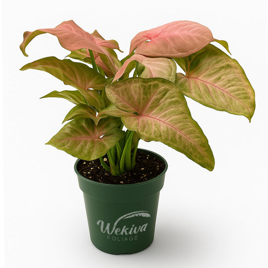 Syngonium Neon Pink - Live Plant in a 4 Inch Pot - Syngonium Podophyllum &