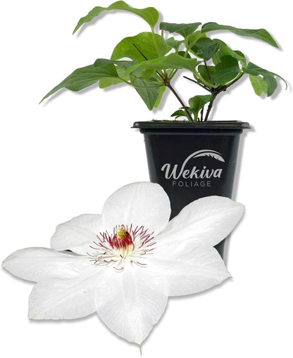 Clematis Miss Bateman - Live Starter Plants in 2 Inch Growers Pots - Starter Plants Ready for The Garden - Beautiful White Flowering Vine