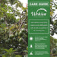 Avocado Tree - Grafted - Live Plant in a 3 Gallon Growers Pot - Persea Americana - Beautiful Edible Fruit Bearing Tree for Patio and Garden