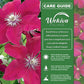 Clematis Rouge Cardinal - Live Starter Plants in 2 Inch Growers Pots - Starter Plants Ready for The Garden - Rare Clematis for Collectors