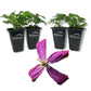 Clematis Sweet Summer Love - Live Starter Plants in 2 Inch Growers Pots - Starter Plants Ready for The Garden - Rare Clematis for Collectors