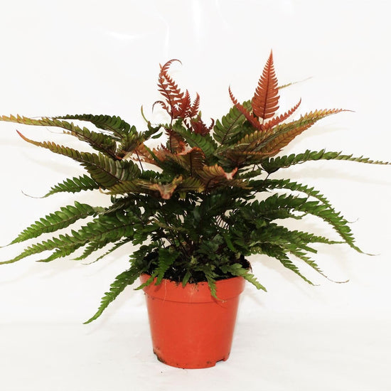 Tricolor Fern - Live Starter Plants in 4 Inch Grower&
