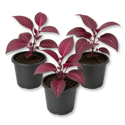 Bloodleaf Plant - Live Starter Plants - Iresine Brilliantisima