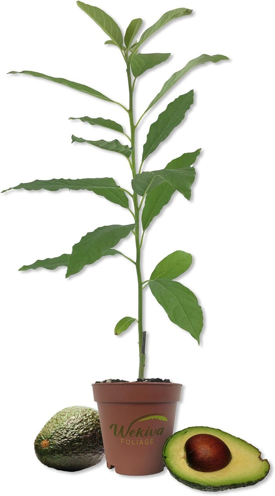 Avocado Tree - Live Tree in a 4 Inch Pot - Persea Americana - Delicious Fruit Tree for Your Edible Garden