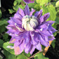Clematis Diamantina - Live Starter Plants in 2 Inch Growers Pots - Starter Plants Ready for The Garden - Rare Clematis for Collectors