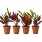 Croton Batik - Live Starter Plants - Codiaeum Variegatum - Beautiful Easy Care Indoor Houseplant
