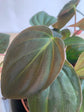 Mican Philodendron - Velvet Leaf - Live Starter Plants - Philodendron Hederaceum - Beautiful Trailing Houseplant