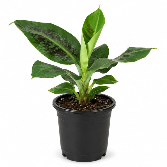 Dwarf Cavendish Banana - Single - 4 Inch Pot - Musa Acuminata
