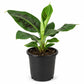 Dwarf Cavendish Banana - Single - 4 Inch Pot - Musa Acuminata