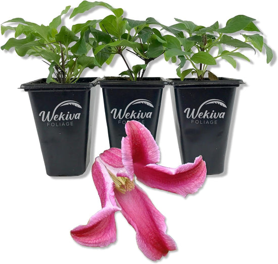 Clematis Etoile Rose - Live Starter Plants in 2 Inch Growers Pots - Starter Plants Ready for The Garden - Rare Clematis for Collectors