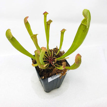Trumpet Pitcher Plant - Live Starter Plants - Sarracenia - Beautiful Colorful Easy Care