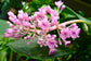 Medinilla Plant - 2 Live Starter Plants - Florist Quality Beautiful Easy Care Indoor Outdoor Tree
