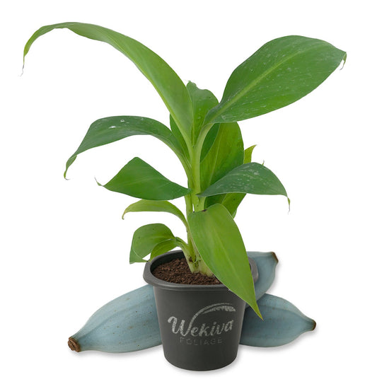 Banana Tree - 1 Live Starter Plant - Musa - Edible Fruit Bearing Tree for The Patio and Garden