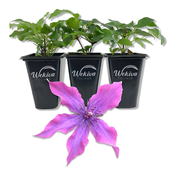 Clematis Guiding Promise - Live Starter Plant in a 2 Inch Growers Pot - Starter Plants Ready for The Garden - Rare Clematis for Collectors