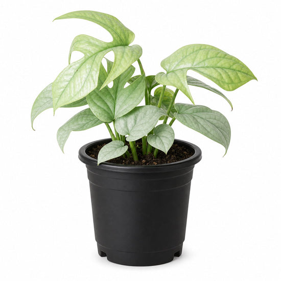 Silver Amydrium - 1 Live Plant in a 4 Inch Pot - Amydrium Medium - Beautiful Bold Textured Climbing Houseplant