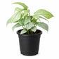 Silver Amydrium - 1 Live Plant in a 4 Inch Pot - Amydrium Medium - Beautiful Bold Textured Climbing Houseplant