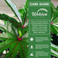South Sea Salad Tree - 4 Live Starter Plants - Abelmoschus Manihot - Edible Tree for The Patio and Garden