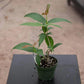 Medinilla Plant - 1 Live Starter Plant - Florist Quality Beautiful Easy Care Indoor Outdoor Tree