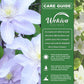Clematis Silver Moon - Live Starter Plants in 2 Inch Growers Pots - Starter Plants Ready for The Garden - Rare Clematis for Collectors