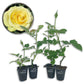 Saint Patrick Rose Bush - Live Starter Plants - Beautiful Colorful Hybrid Tea Rose - Versatile Beauty with Large Greenish to Golden Blooms