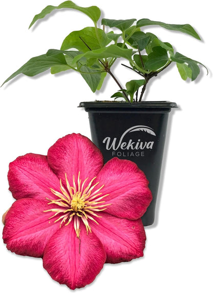 Clematis Ernest Markham - Live Starter Plants in 2 Inch Pots - Starter Plants Ready for The Garden - Beautiful Maroon Flowering Vine