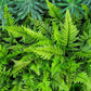 Korean Rock Fern - Live Plant in a 6 Inch Grower&