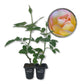 Sunrise Surprise Rose Bush - Live Starter Plants in 2 Inch Pots - Beautiful Roses from Florida - A Timeless Classic Ornamental Rose