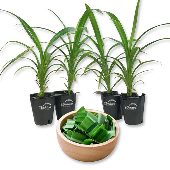 Pandan Plant - Live Starter Plants - Pandanus Amaryllifolius