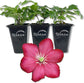 Clematis Ville de Lyon - Live Starter Plants in 2 Inch Growers Pots - Clematis &