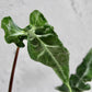 Teletuby Alocasia - 1 Live Plant in a 4 Inch Pot - Alocasia Teletuby - Compact Textured Sculptural Houseplant